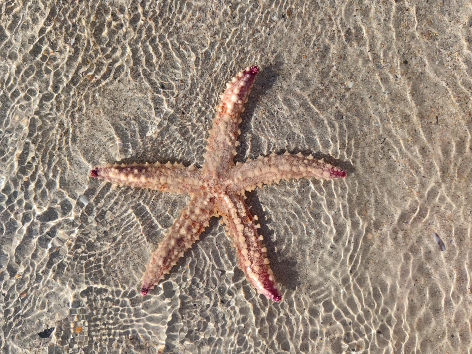 A five-armed starfish resting in clear shallow water